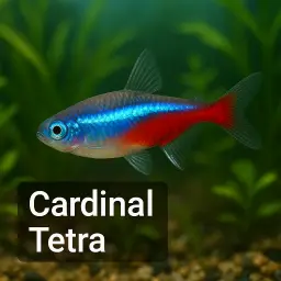 Cardinal Tetra