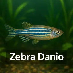 Zebra Danio